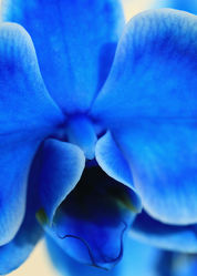 Bild mit Pflanzen, Blumen, Blau, Orchideen, Blume, Orchidee, Pflanze, blue