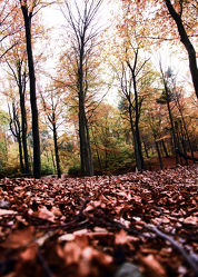Bild mit Natur, Wälder, Herbst, Wald, Herbstwald