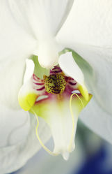 Orchideen Makro 2