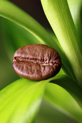 Kaffeebohne auf Bambus