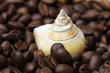 Kaffee Schnecke Küchenbild