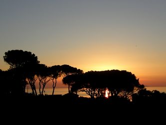 Sonnenuntergang hinter Pinienbäumen