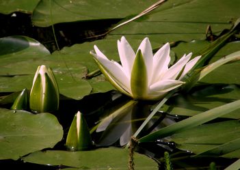 Bild mit Seen, See, Teich, Blütenzauber, Seerosen, lotus, Seerose, Wasserlilie, wasserlilien