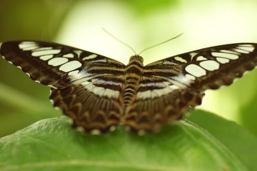 Bild mit Tropical Butterflies