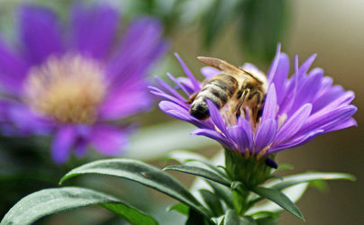 Bild mit Natur, Blumen, Bienen, Astern, Blume, Blüten, blüte, Biene, ASTER