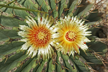 zwei strohfarbene kaktusblüten in nahaufnahme