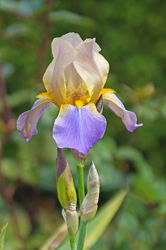 vielfarbene iris