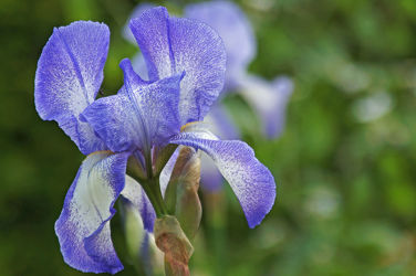 hellblaue iris