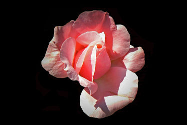 rosa rosenknospoe