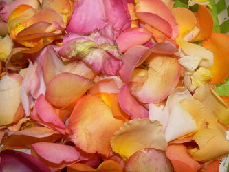 Bild mit Pflanzen, Rosen, Blätter, Pflanze, Rose, romantik, Blüten, blüte, Liebe