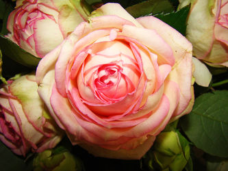 Bild mit Blumen, Rosen, Blume, Rose, romantik, Blüten, blüte, Liebe, Love