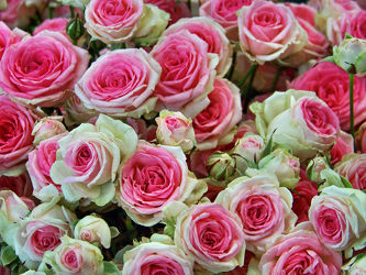 Bild mit Rosa, Rosen, Pflanze, Pflanze, Rose, romantik, Blüten, blüte, Liebe, Love, rosenblüten