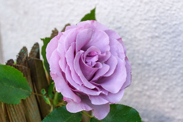 lavendelfarbene rose