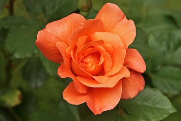 Bild mit Orange, Blumen, Rosen, Blume, Rose, Makro