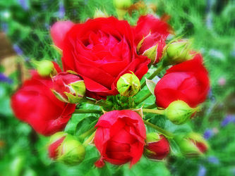 Bild mit Pflanzen, Rosen, Pflanze, Rose, romantik, Blüten, blüte, Liebe, Love