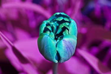türkisfarbene tulpe