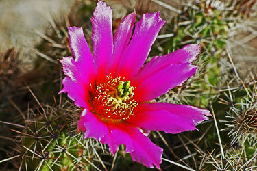 lila kaktusblüte