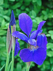 blaue irisblüte mit knospe