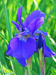 blaue, geschützte iris