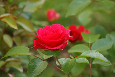 rosenzweig mit roter blüte