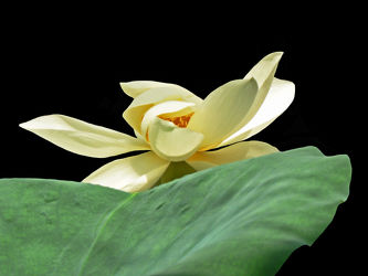 Bild mit lotus