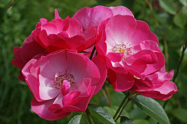 rosenblüten