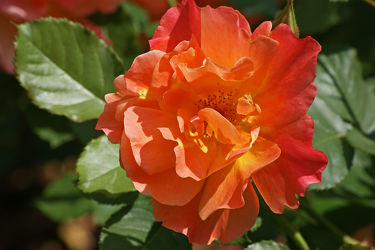 goldgelbe rose