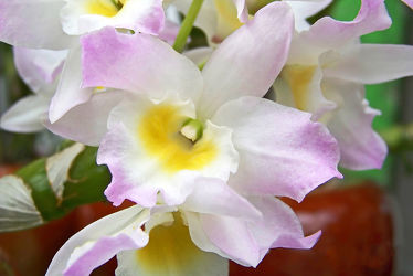Bild mit Orchidee