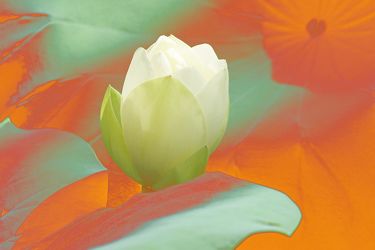 Bild mit lotus