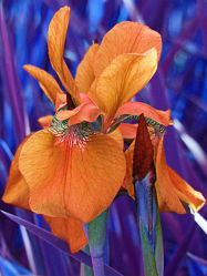 goldene iris