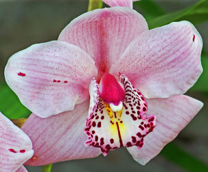 Bild mit Orchidee