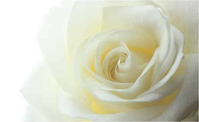 Bild mit Blumen, Rosen, Blume, Rose, weiße Rose