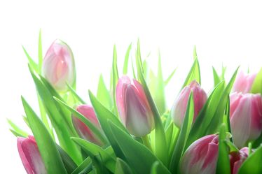 Tulpen vor weissem Hintergrund