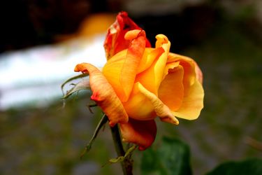 Rose gelb rot