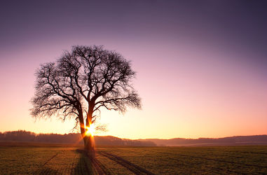 Bild mit Natur, Bäume, Sonnenuntergang, Sonnenaufgang, Baum, Feld, Felder, Landschaften & Stimmungen, alleinstehender Baum, Einzelner Baum