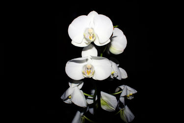 Orchideen Black Series 8