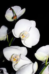 Orchideen Black Series 10
