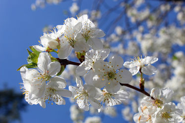 Bild mit Kirschblüten, Kirsche, blüte, Kirschblüte, Sauerkirsche