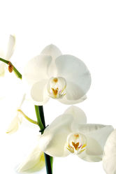 White Orchideen serie 8