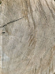 Bild mit Holz, Struktur, Baumstamm, Jahresringe, Holzstruktur, Windriss, Holzscheibe, Eiche, Eichenholz, wood