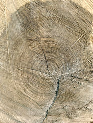Bild mit Holz, Struktur, Baumstamm, Jahresringe, Holzstruktur, Windriss, Holzscheibe, Eiche, Eichenholz, wood