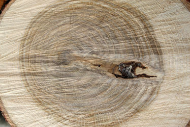 Bild mit Holz, Struktur, Baumstamm, Jahresringe, Holzstruktur, Eiche, Eichenholz, rustikal, brennholz, feuerholz