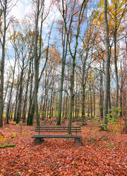 Bild mit Natur, Herbst, Wald, Landschaft, Waldblick, Wanderweg, Bank, Wäldchen, Buche, Jahreszeit, Parkbank