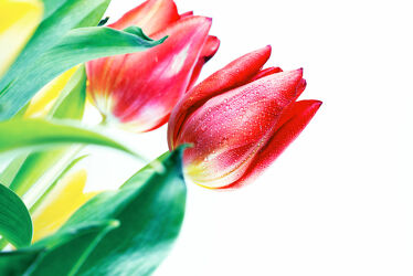 Bild mit Blumen, Blume, Tulpe, Tulips, Tulpen, Tulip