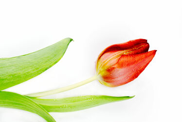 Rote Tulpe 3