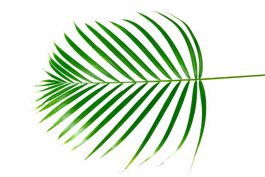 Palmenblatt Areca