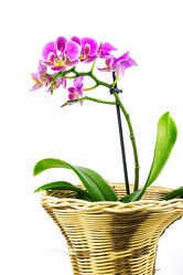 Orchideen Pflanze