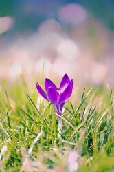 Bild mit Frühling, Makrofotografie, Blume, Makro, Planze, frühblüher, Krokus, krokusblüte, bokeh, crocus