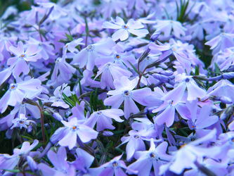 Bild mit Natur, Blumen, Violett, Blau, Blume, Flower, Blüten, blüte, Blumenblüten, blaue Blüten