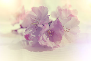 Bild mit Mandelblüten